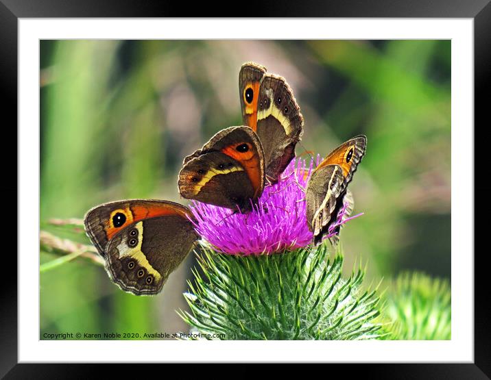 Butterflies Sharing a thistle in Spain,  beautiful Framed Mounted Print by Karen Noble