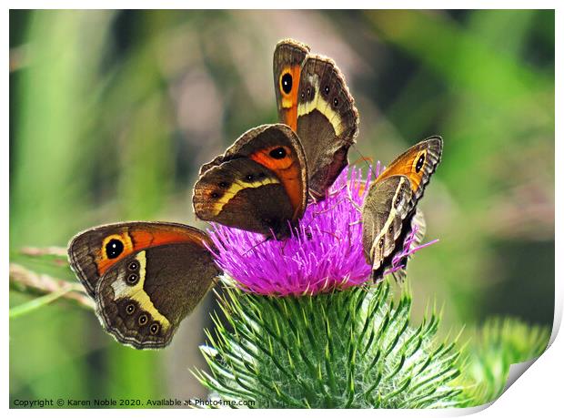 Butterflies Sharing a thistle in Spain,  beautiful Print by Karen Noble