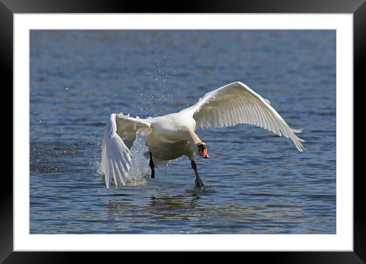Mute Swan Taking Off Framed Mounted Print by Arterra 