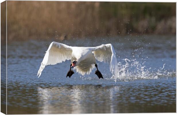 Swan Taking Off from Lake Canvas Print by Arterra 