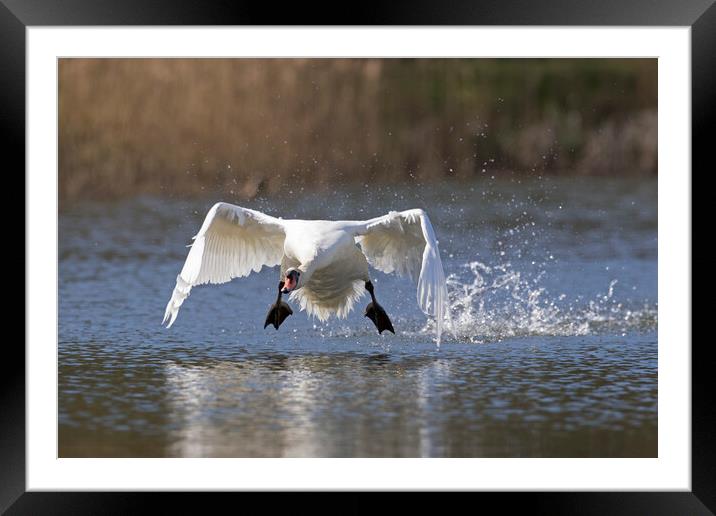 Swan Taking Off from Lake Framed Mounted Print by Arterra 