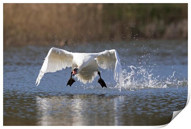 Swan Taking Off from Lake Print by Arterra 