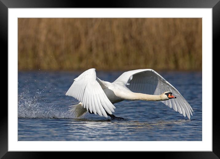 Mute Swan Landing on Lake Framed Mounted Print by Arterra 