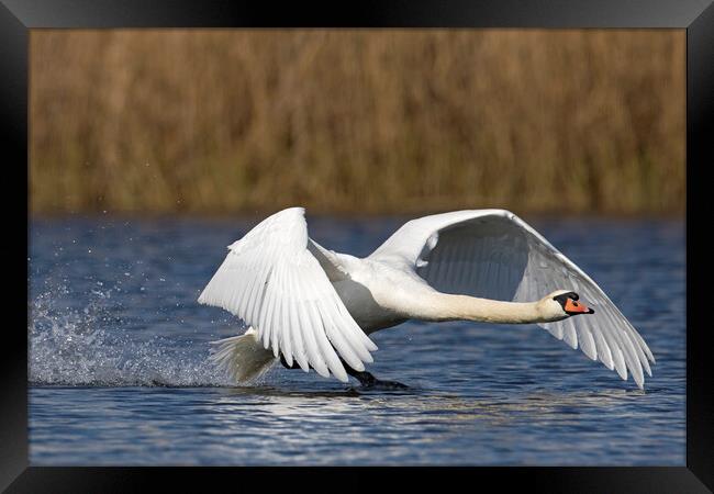 Mute Swan Landing on Lake Framed Print by Arterra 