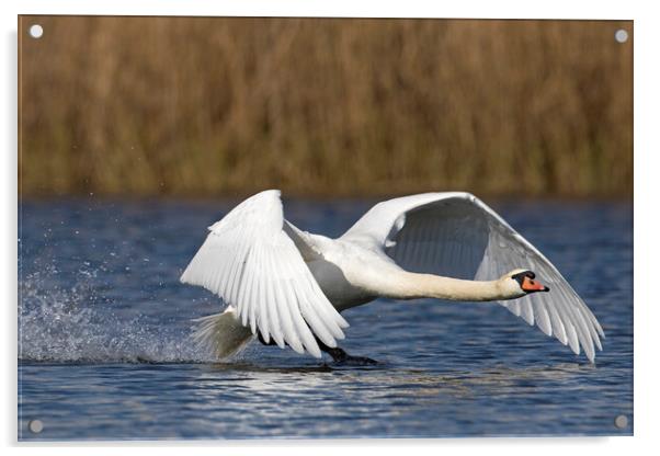 Mute Swan Landing on Lake Acrylic by Arterra 