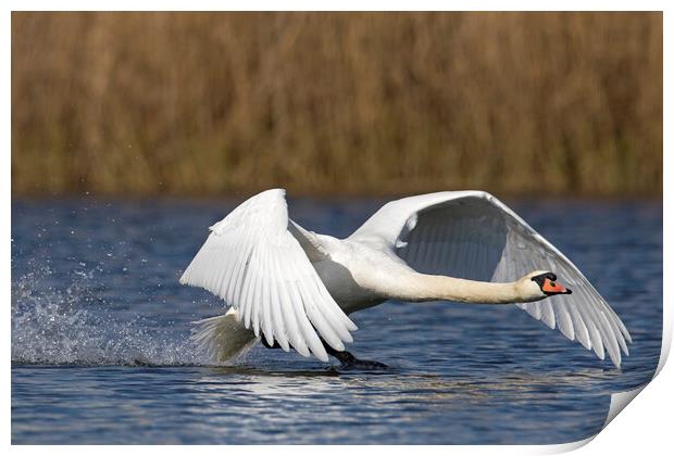 Mute Swan Landing on Lake Print by Arterra 