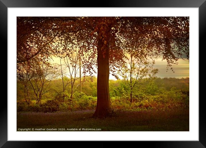 Bluebell Woodland Framed Mounted Print by Heather Goodwin