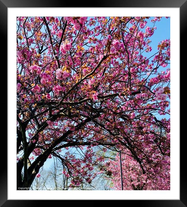 Spring Pink Cherry Blossom Framed Mounted Print by Ailsa Darragh