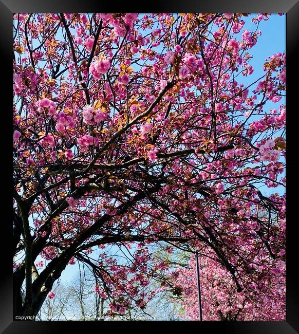 Spring Pink Cherry Blossom Framed Print by Ailsa Darragh