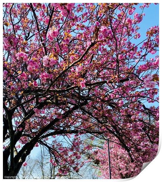 Spring Pink Cherry Blossom Print by Ailsa Darragh