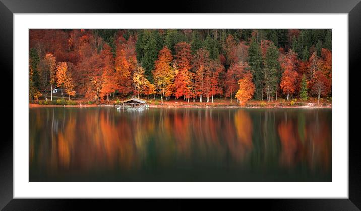 Autumn forest and water reflection on Lake Alpsee, Bavavaria, Germany Framed Mounted Print by Daniela Simona Temneanu