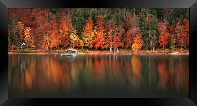 Autumn forest and water reflection on Lake Alpsee, Bavavaria, Germany Framed Print by Daniela Simona Temneanu