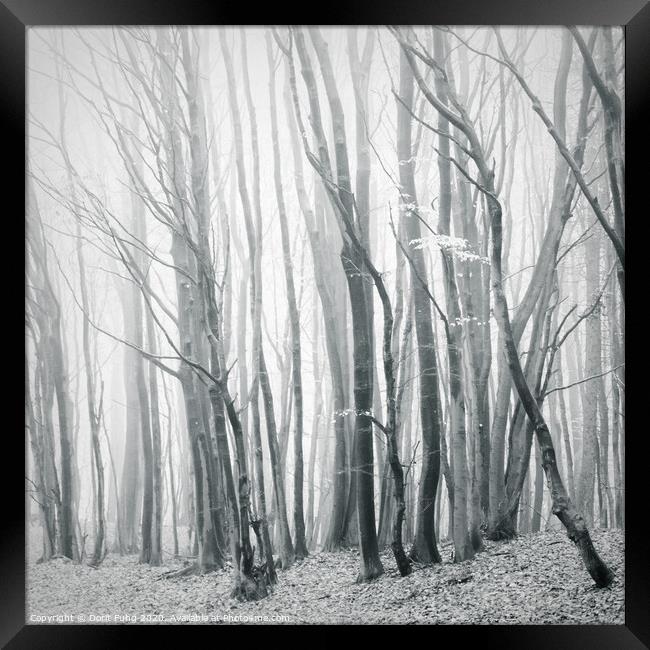 Fog in the Forest II Framed Print by Dorit Fuhg