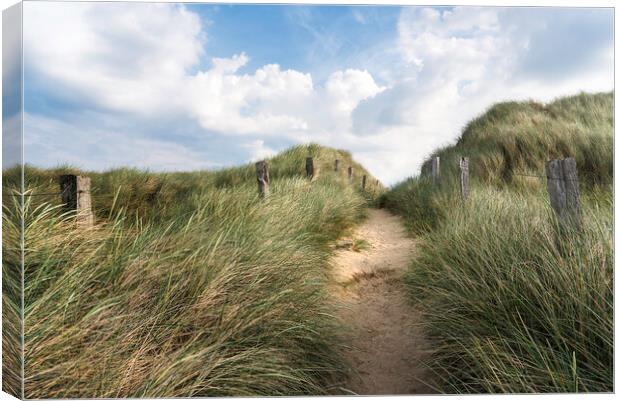 Alley through tall grass on a sandy dune on Sylt island Canvas Print by Daniela Simona Temneanu