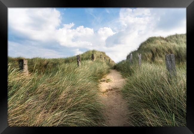 Alley through tall grass on a sandy dune on Sylt island Framed Print by Daniela Simona Temneanu