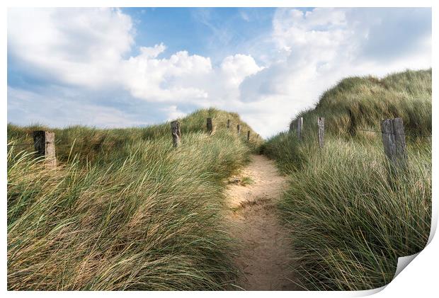 Alley through tall grass on a sandy dune on Sylt island Print by Daniela Simona Temneanu