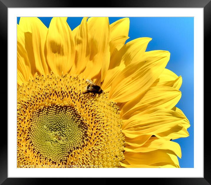 Honey bee enjoying the succulent pollen Framed Mounted Print by Julie Tattersfield