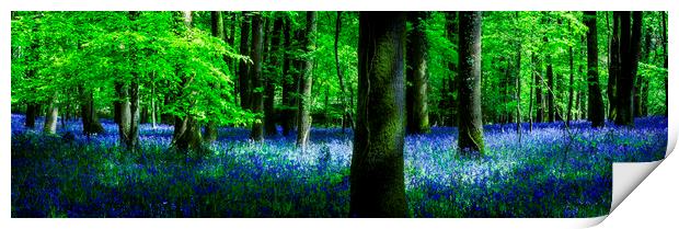 Bluebell Print by Maggie McCall
