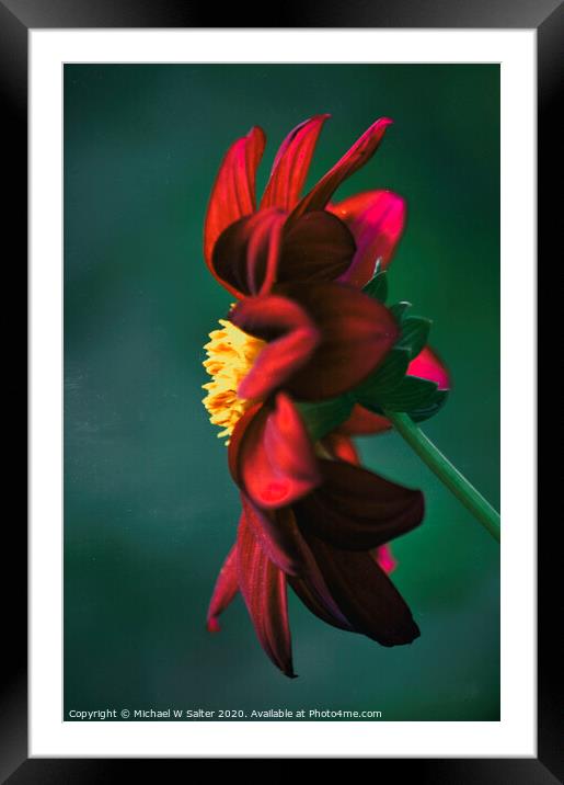 A Lone Flower Framed Mounted Print by Michael W Salter
