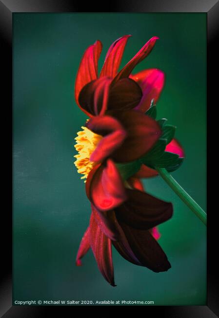 A Lone Flower Framed Print by Michael W Salter