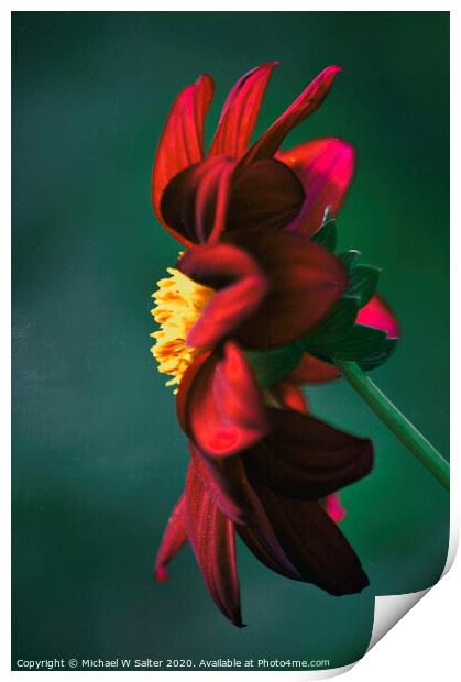 A Lone Flower Print by Michael W Salter