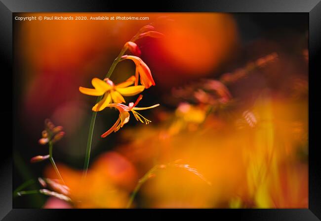 Flower in the sun Framed Print by Paul Richards