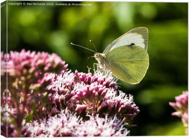 Butterfly Canvas Print by Paul Richards