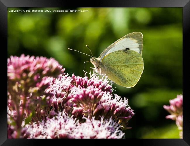 Butterfly Framed Print by Paul Richards