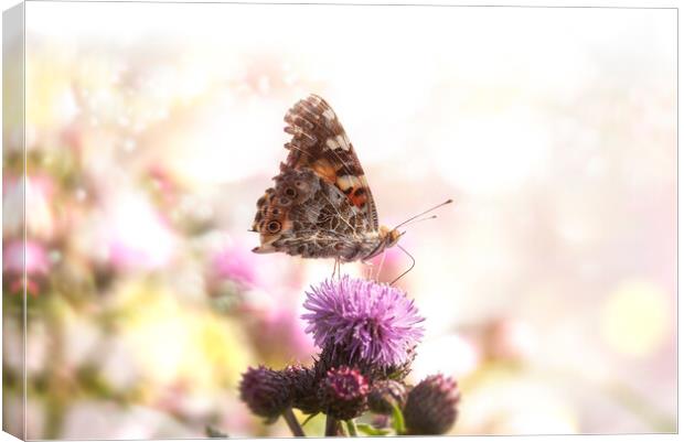 Butterfly on purple flower in bokeh sunlight.Sunny summer nature Canvas Print by Daniela Simona Temneanu