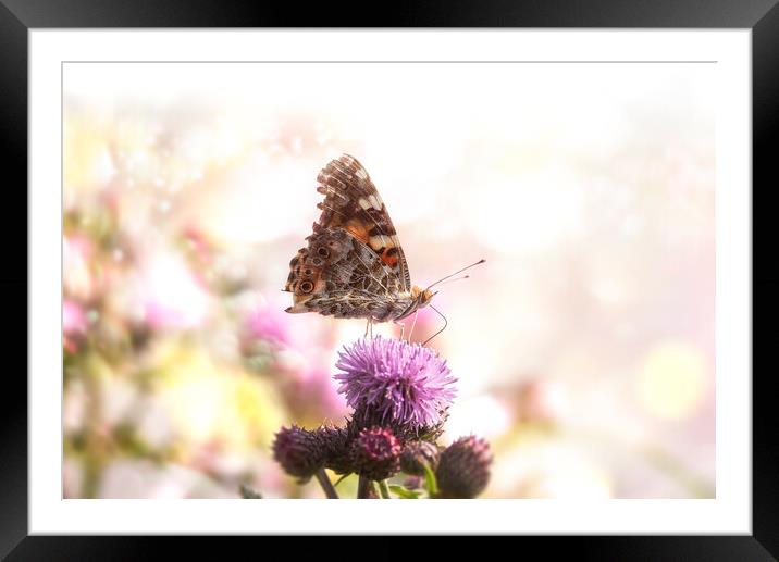 Butterfly on purple flower in bokeh sunlight.Sunny summer nature Framed Mounted Print by Daniela Simona Temneanu