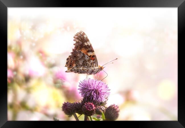 Butterfly on purple flower in bokeh sunlight.Sunny summer nature Framed Print by Daniela Simona Temneanu
