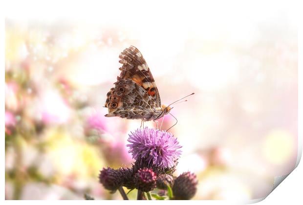 Butterfly on purple flower in bokeh sunlight.Sunny summer nature Print by Daniela Simona Temneanu