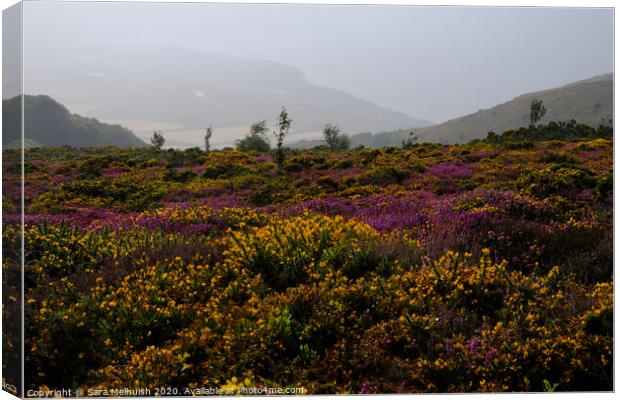 Gorse and heather Canvas Print by Sara Melhuish