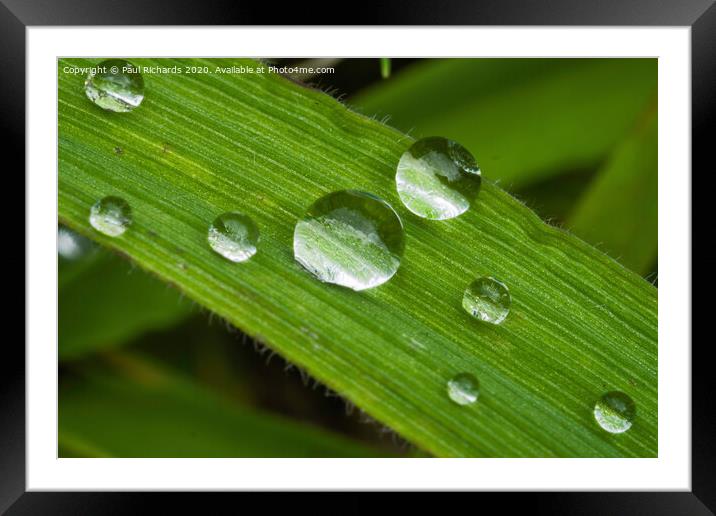 Water droplets Framed Mounted Print by Paul Richards
