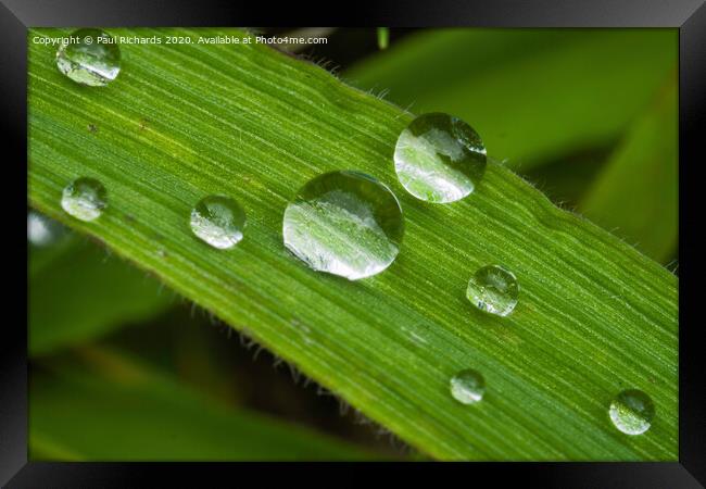 Water droplets Framed Print by Paul Richards