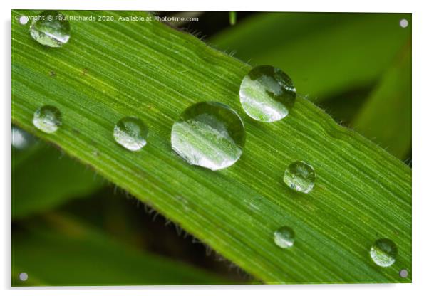 Water droplets Acrylic by Paul Richards