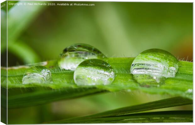 Droplets of water on grass Canvas Print by Paul Richards