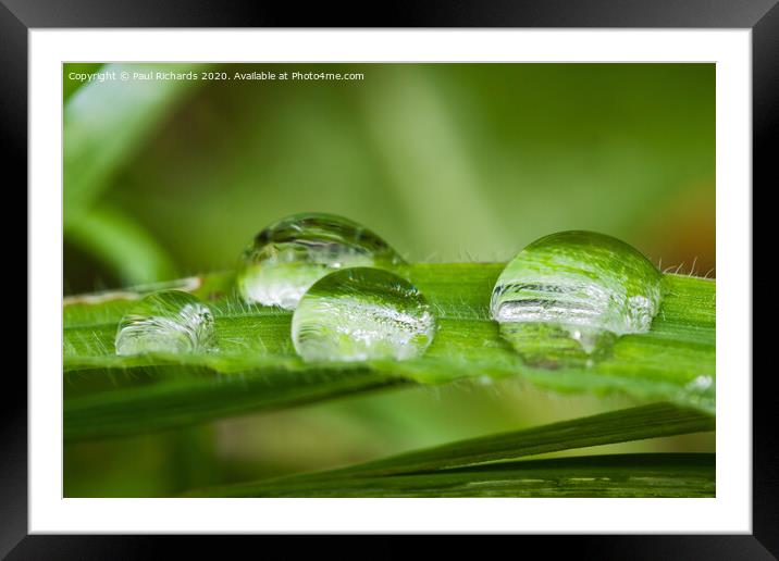 Droplets of water on grass Framed Mounted Print by Paul Richards