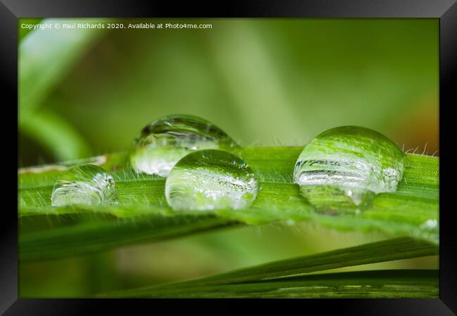 Droplets of water on grass Framed Print by Paul Richards