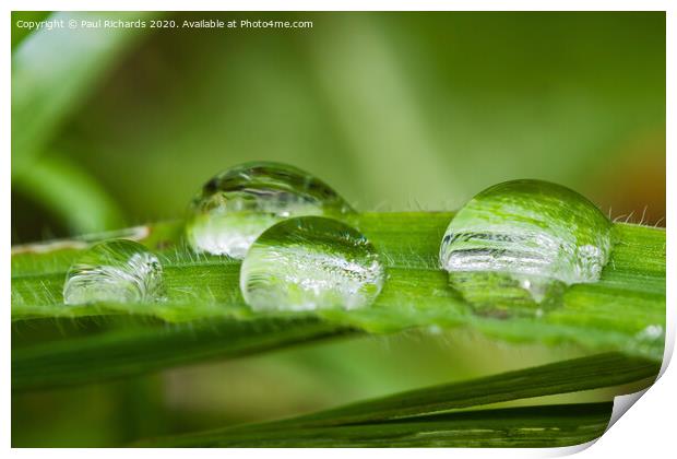 Droplets of water on grass Print by Paul Richards