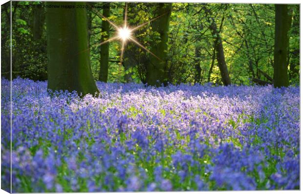 Bluebells woodlands in the evening. Canvas Print by Andrew Heaps