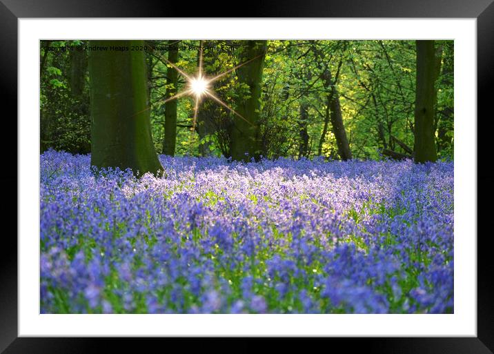 Bluebells woodlands in the evening. Framed Mounted Print by Andrew Heaps