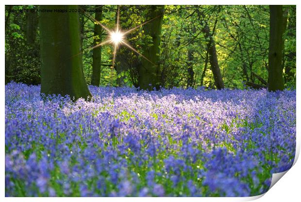 Bluebells woodlands in the evening. Print by Andrew Heaps