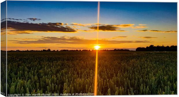 Wheat Field Sunset  Canvas Print by Tom Hartfil-Allgood