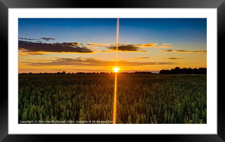 Wheat Field Sunset  Framed Mounted Print by Tom Hartfil-Allgood