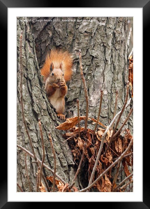 A small orange squirrel sits high on a tree in the autumn in the park and nibbles a walnut. Framed Mounted Print by Sergii Petruk