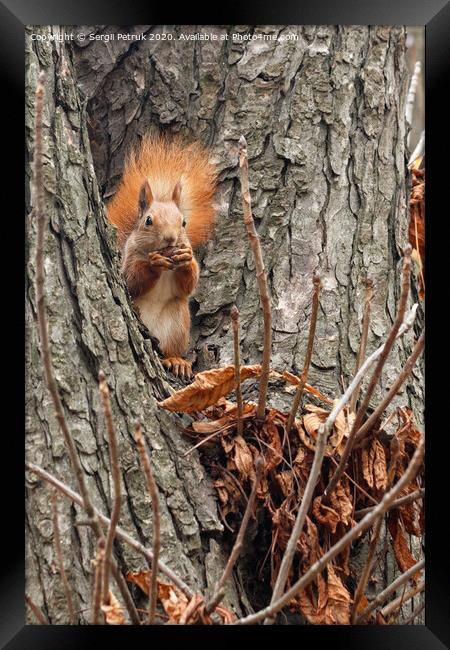 A small orange squirrel sits high on a tree in the autumn in the park and nibbles a walnut. Framed Print by Sergii Petruk