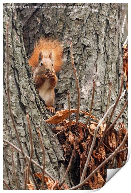 A small orange squirrel sits high on a tree in the autumn in the park and nibbles a walnut. Print by Sergii Petruk