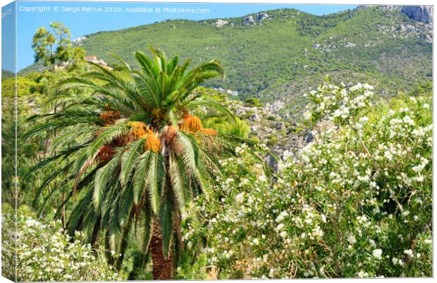 A date palm tree with bunches of ripe fruits grows in a garden against the backdrop of the mountains of the coast of the Gulf of Corinth in Greece. Canvas Print by Sergii Petruk