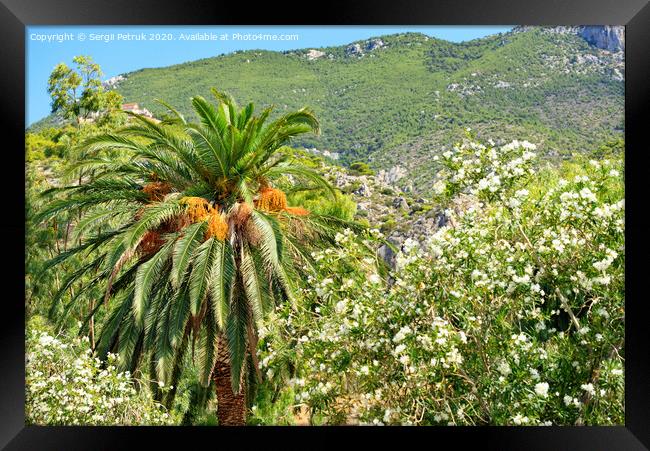 A date palm tree with bunches of ripe fruits grows in a garden against the backdrop of the mountains of the coast of the Gulf of Corinth in Greece. Framed Print by Sergii Petruk